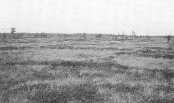 De uitgestrekte boomloosheid van een levend hoogveen, zoals de Peel voor duizend jaar nog was.